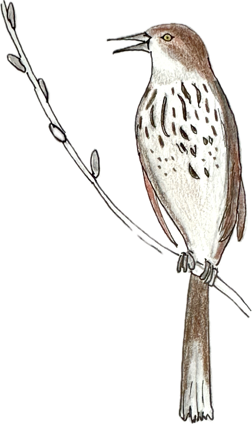 An illustration of a brown thrasher singing on a tree branch.