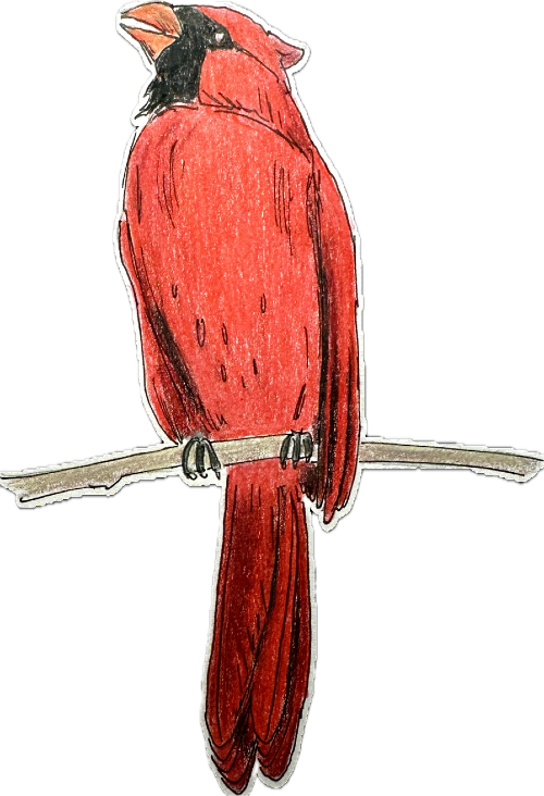 A drawing of a northern cardinal