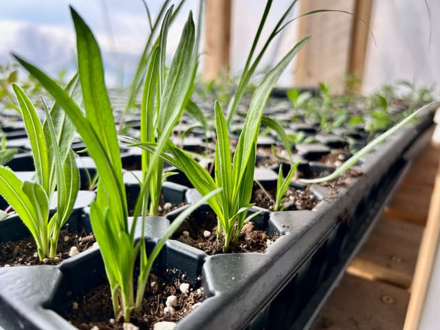 Meadow liatris grows in containers in a greenhouse.