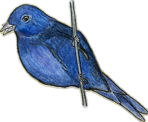 A drawing of an indigo bunting.