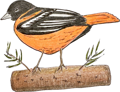 A drawing of a Baltimore oriole standing on a log.
