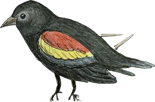 A drawing of a red-winged blackbird.