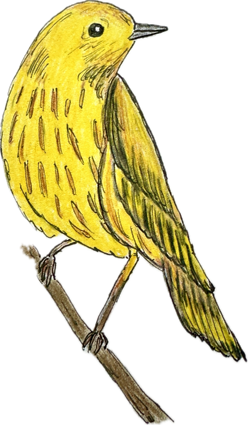 Drawing of a yellow warbler perched on a tree branch.