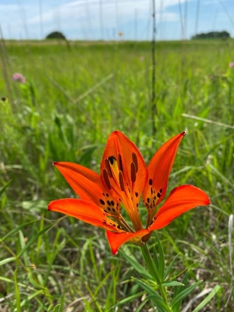 An orange wood lily blooms.