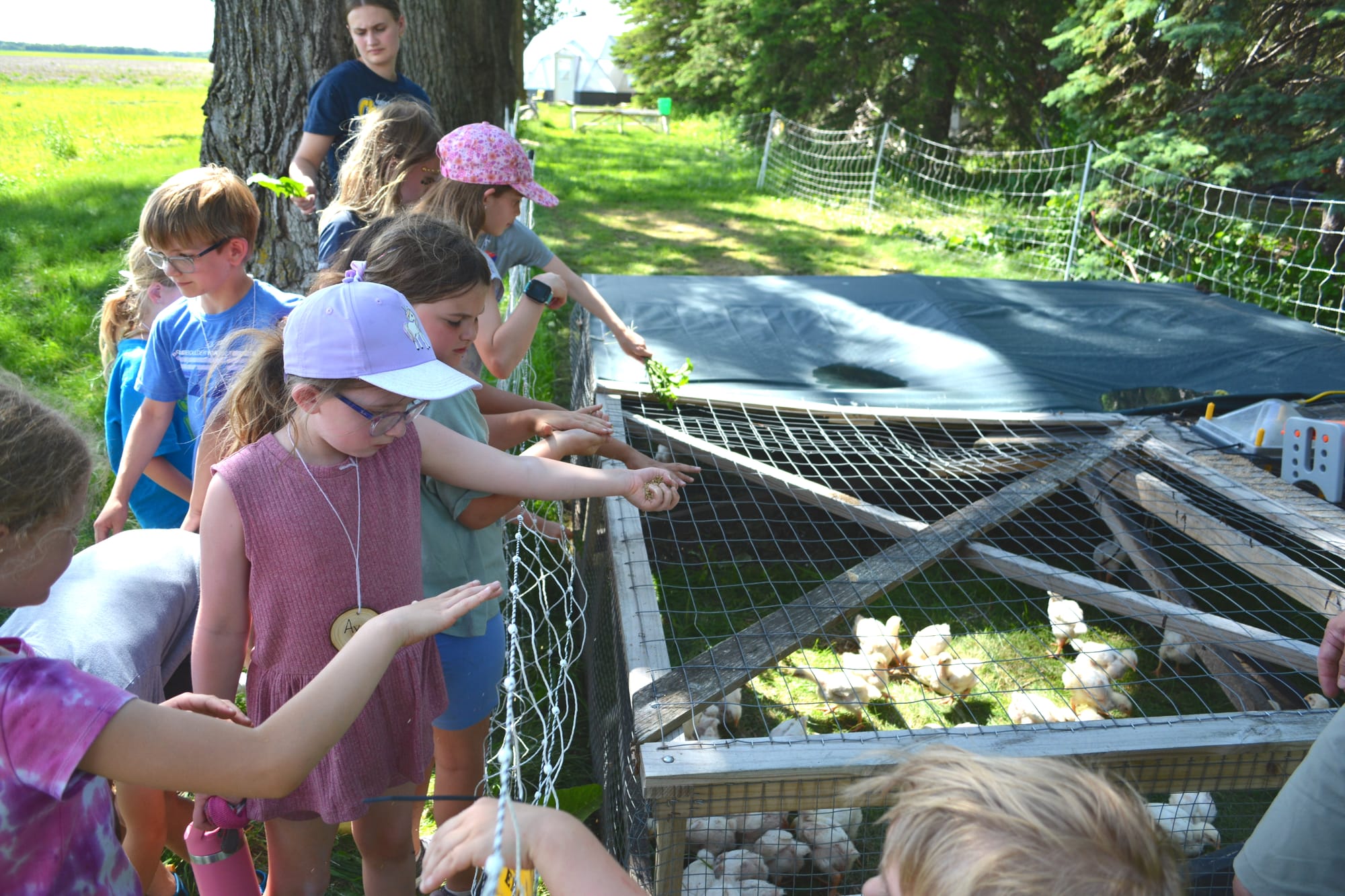 Children feed meat chicks at a farm. 