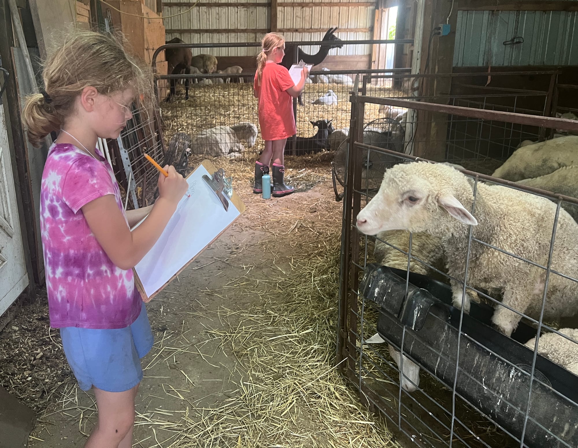 Little girl stands in a barn drawing a sheep. 