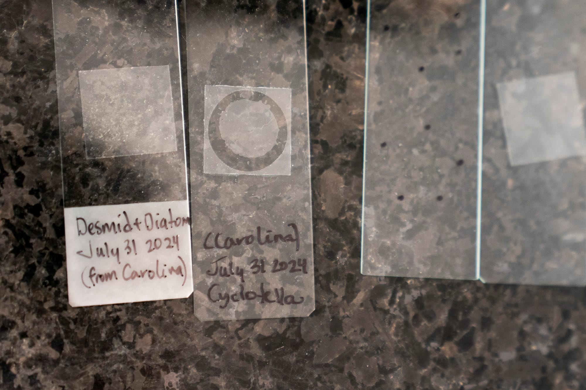 Microscope slides with algae samples sit on a table. 