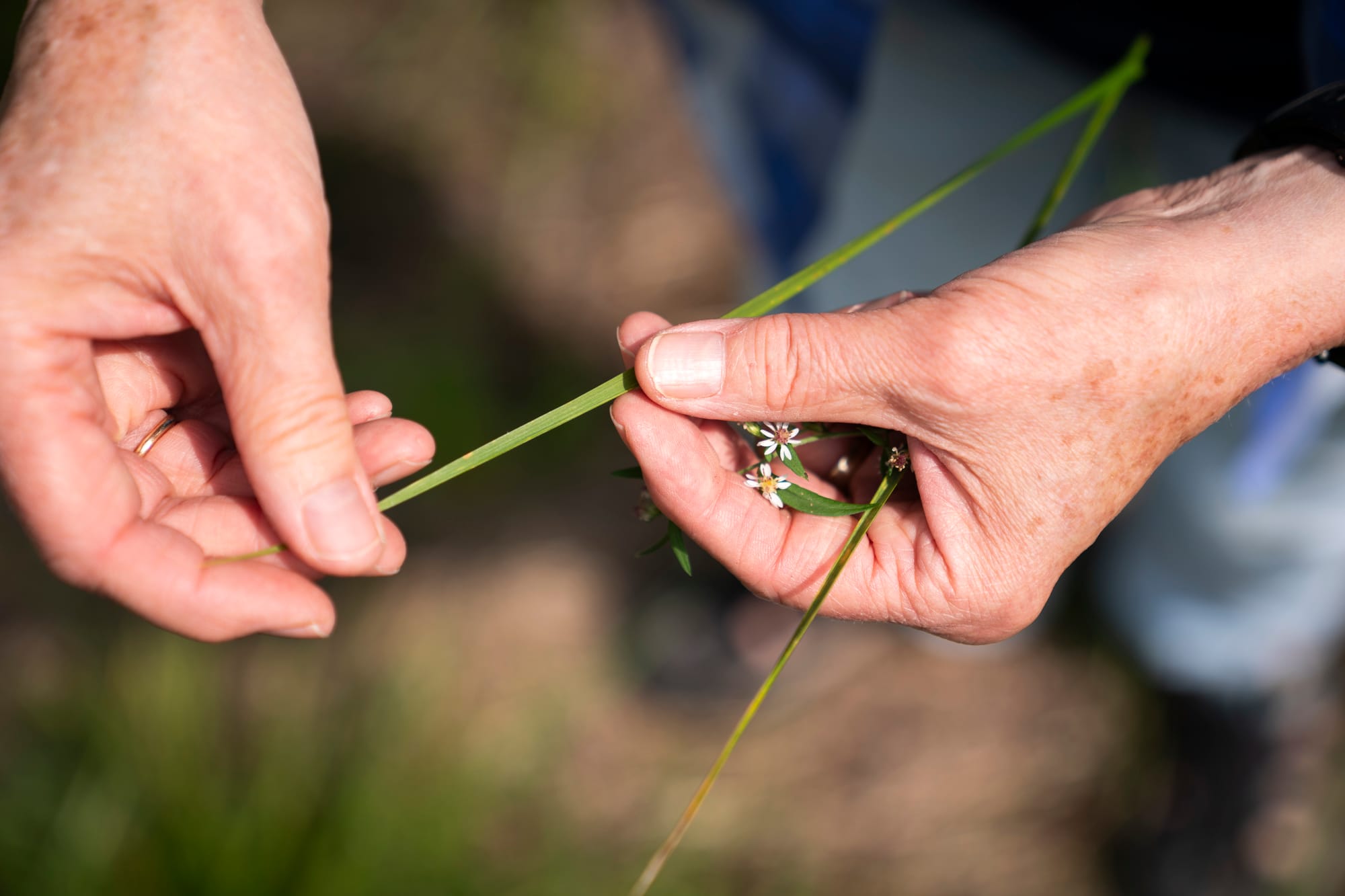 Woman holds a plant in her hands. 