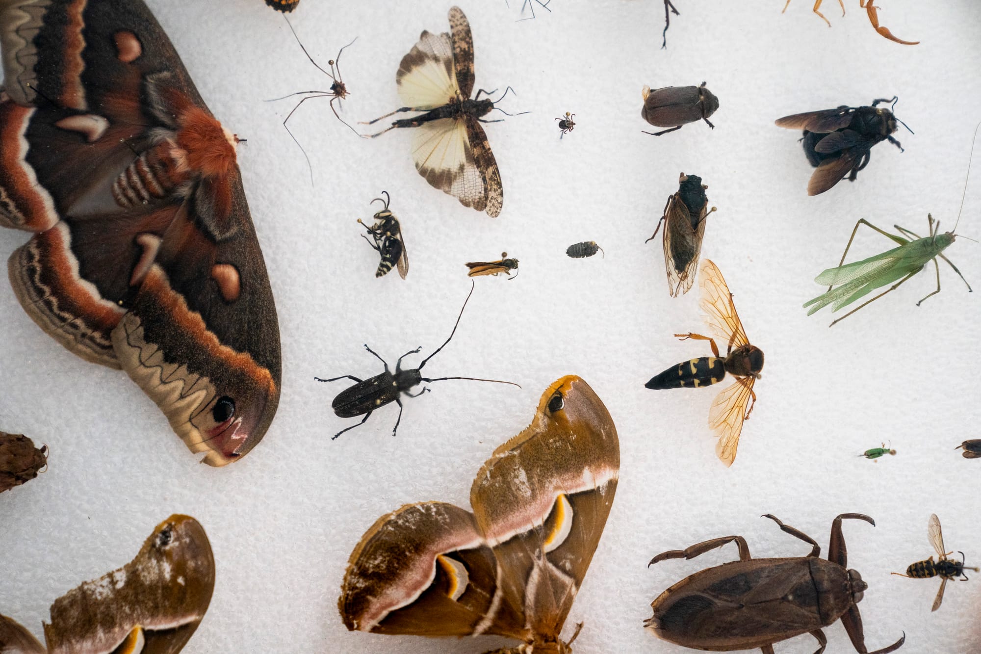 Butterflies, moths, and other insect specimens sit on a platform for observation at a lab.