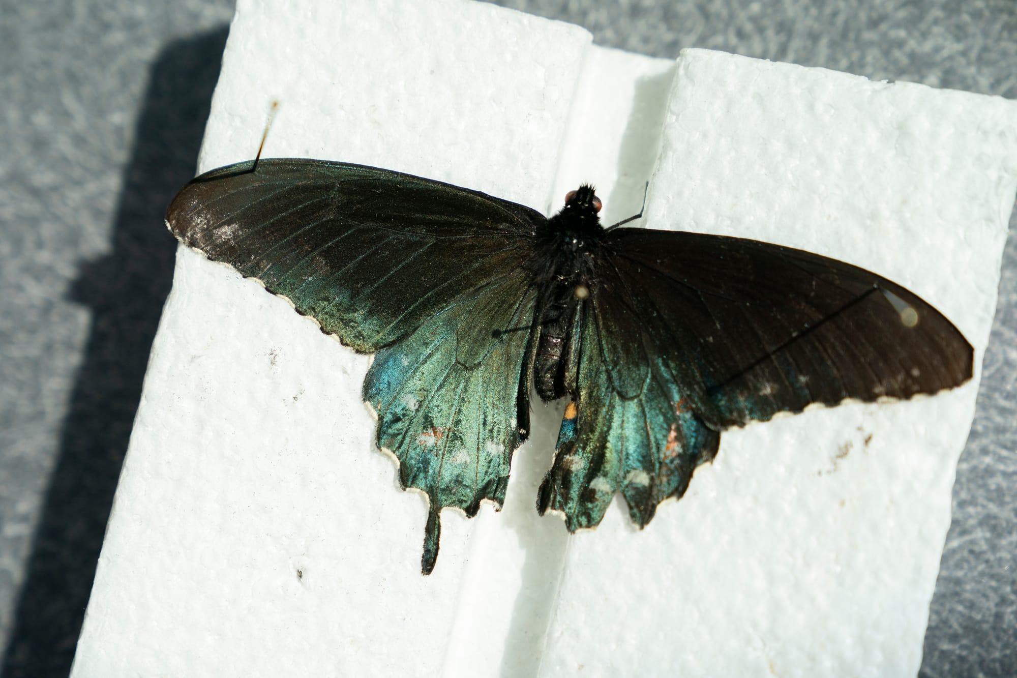 A butterfly specimen sits in a lab waiting to be inspected under a microscope. 