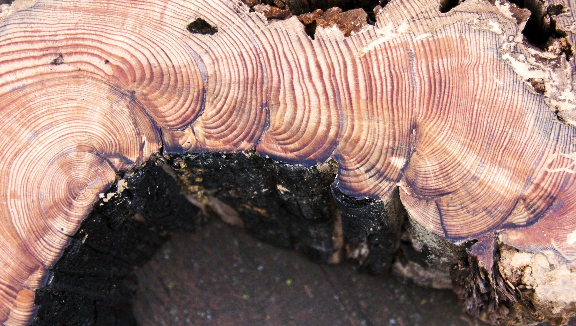 Cross section of tree rings that shows when prescribed burns happened during the tree's life.