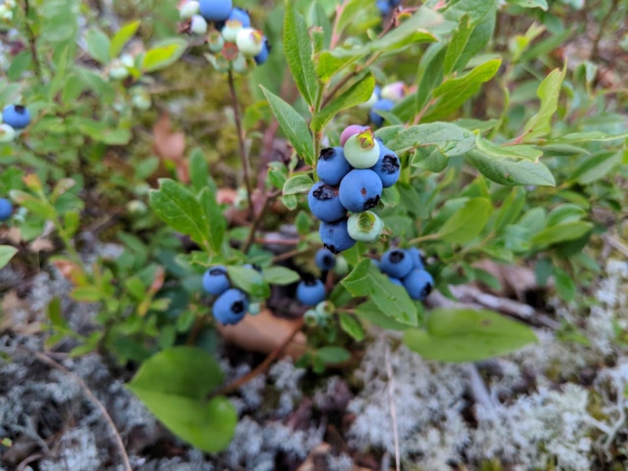 Blueberries are visible on a bush.