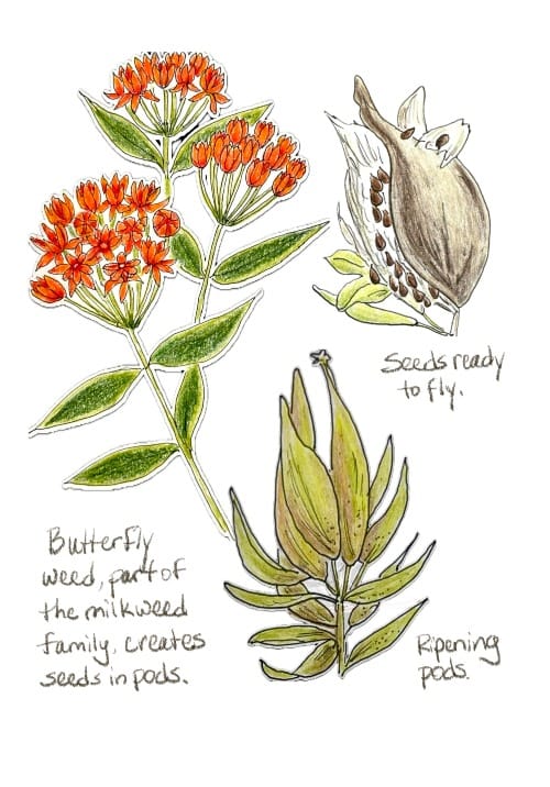 A drawing of a reddish-orange butterfly weed with its pods and seeds. 