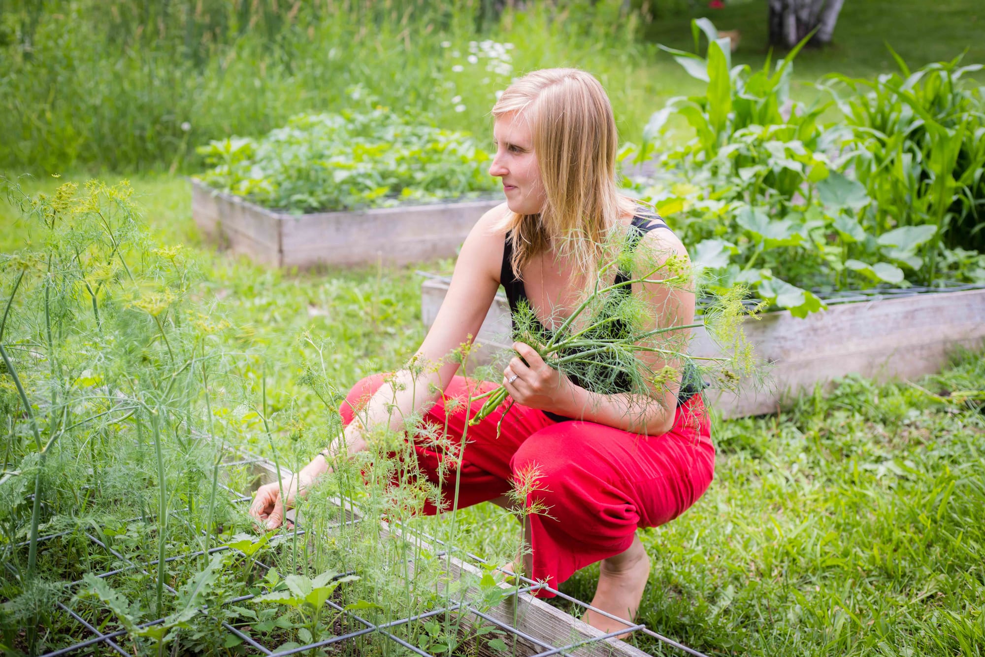 Woman kneeling next to her garden picking fennel.