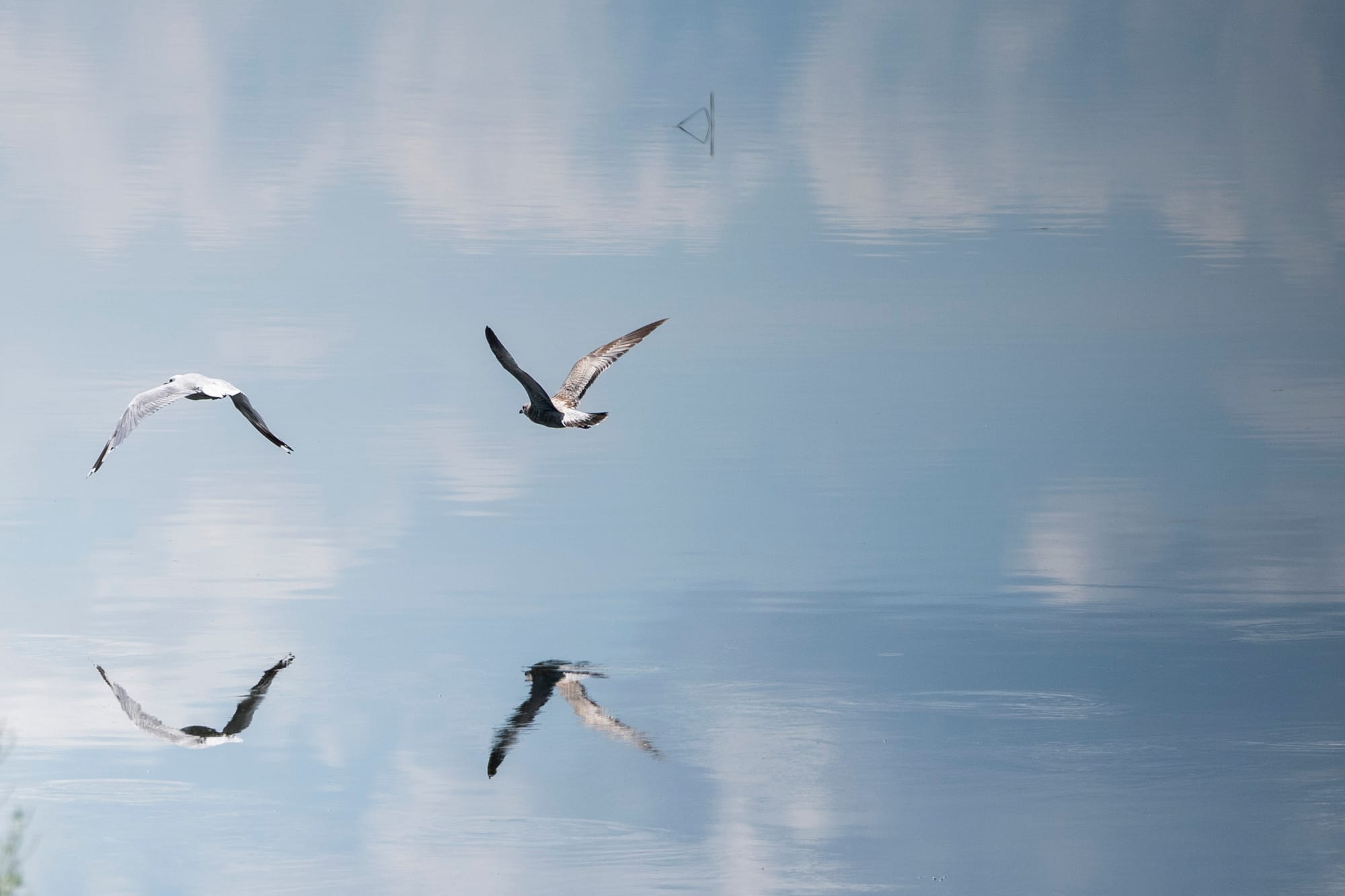 Birds are reflected in the surface of a lake as they fly over the water. 