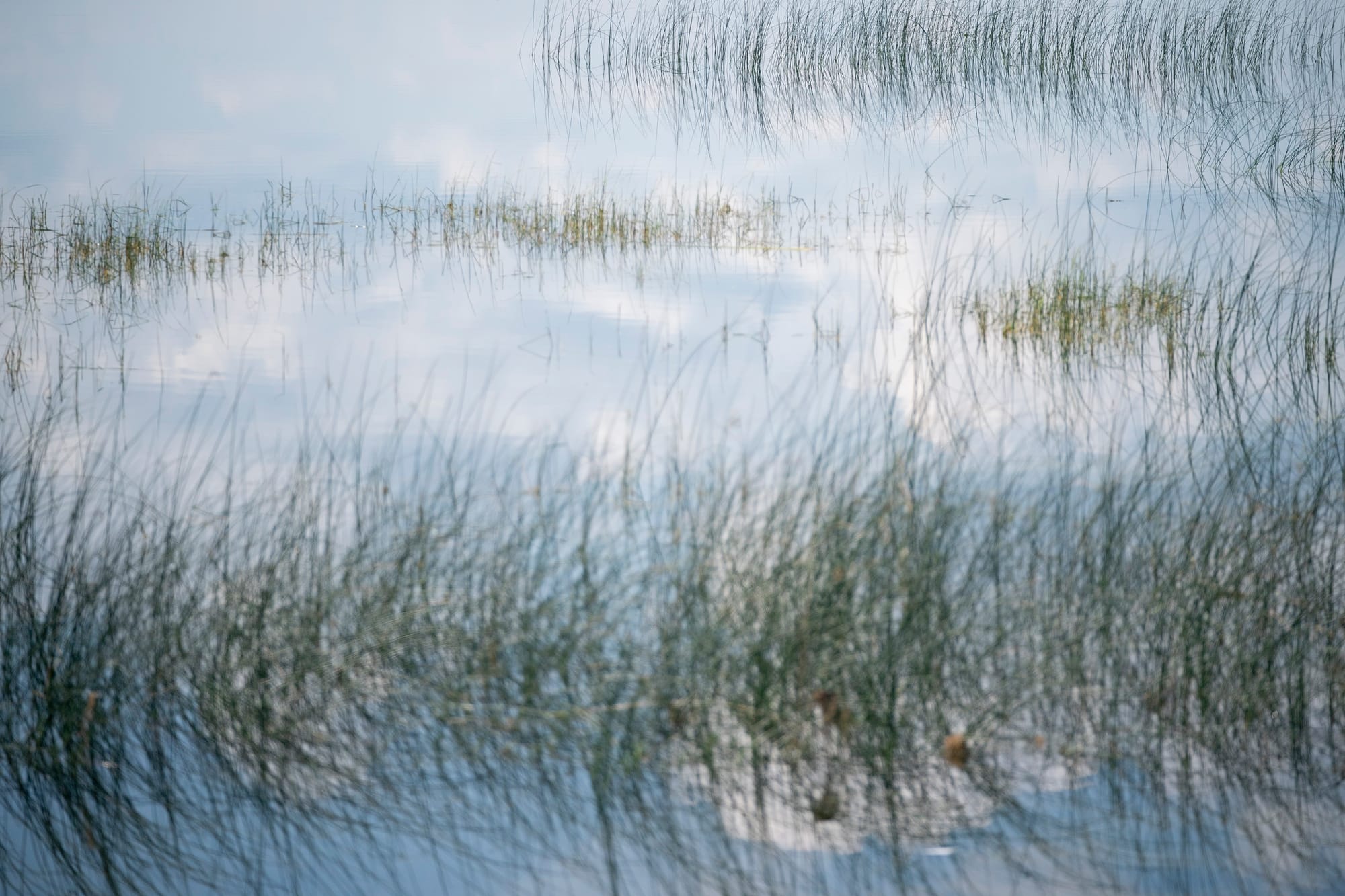 A lake is seen with clouds reflected on its surface and grasses poking through the water.