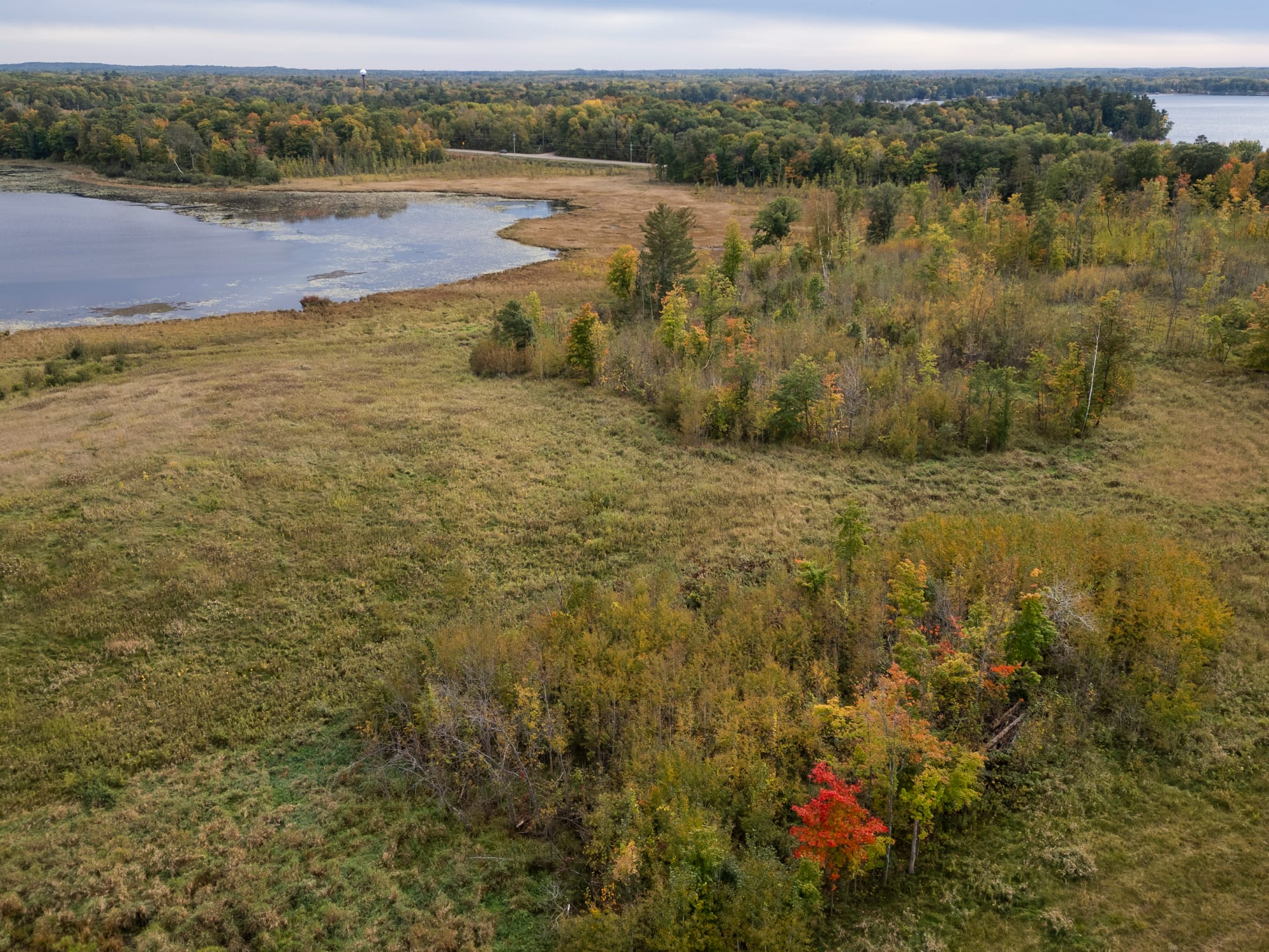 A single tree with red leaves is seen in a field between two lakes. 