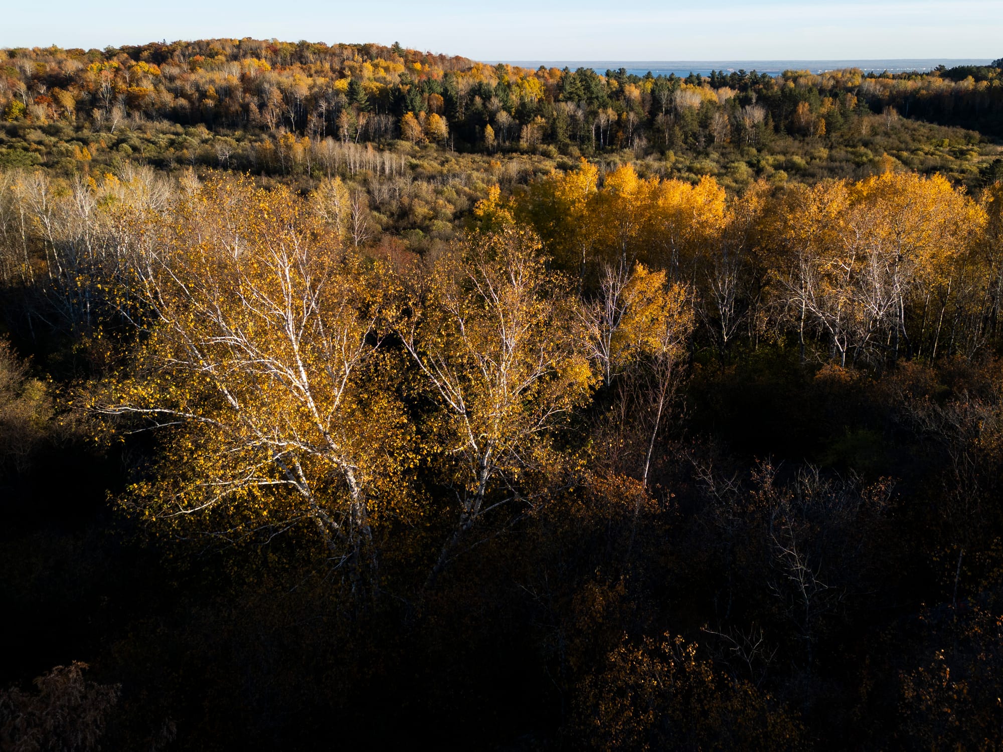 Golden leaves are seen on trees in the fall.