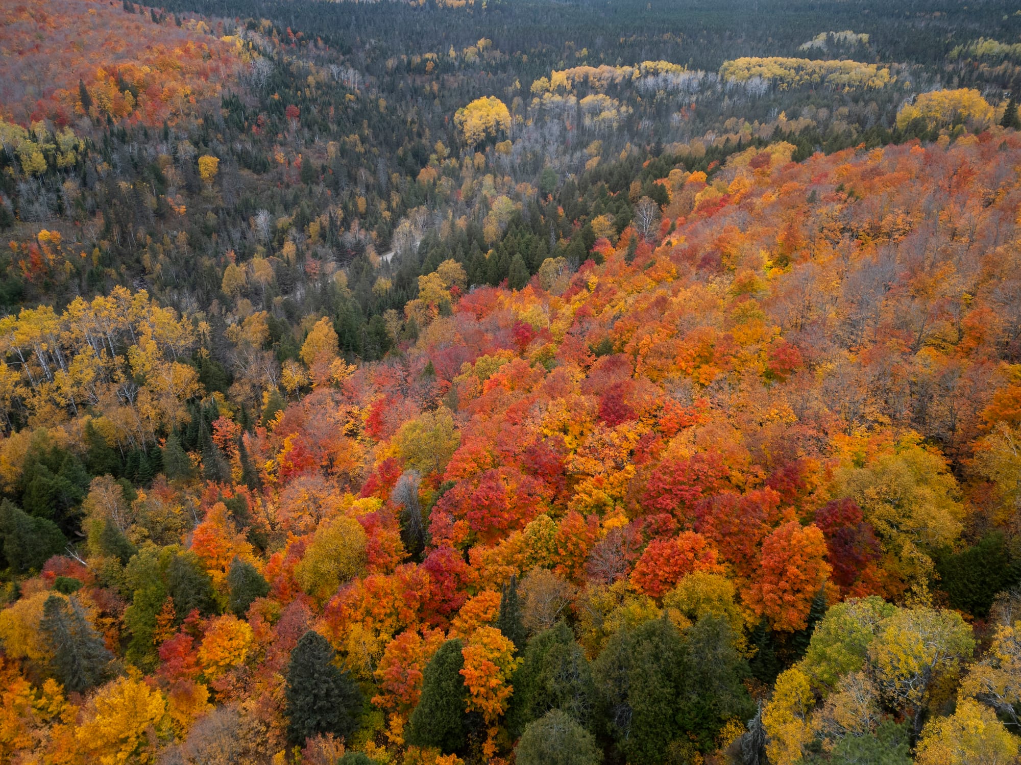 Trees reach peak colors along Oberg Mountain Loop. Their leaves are red, gold, and yellow.