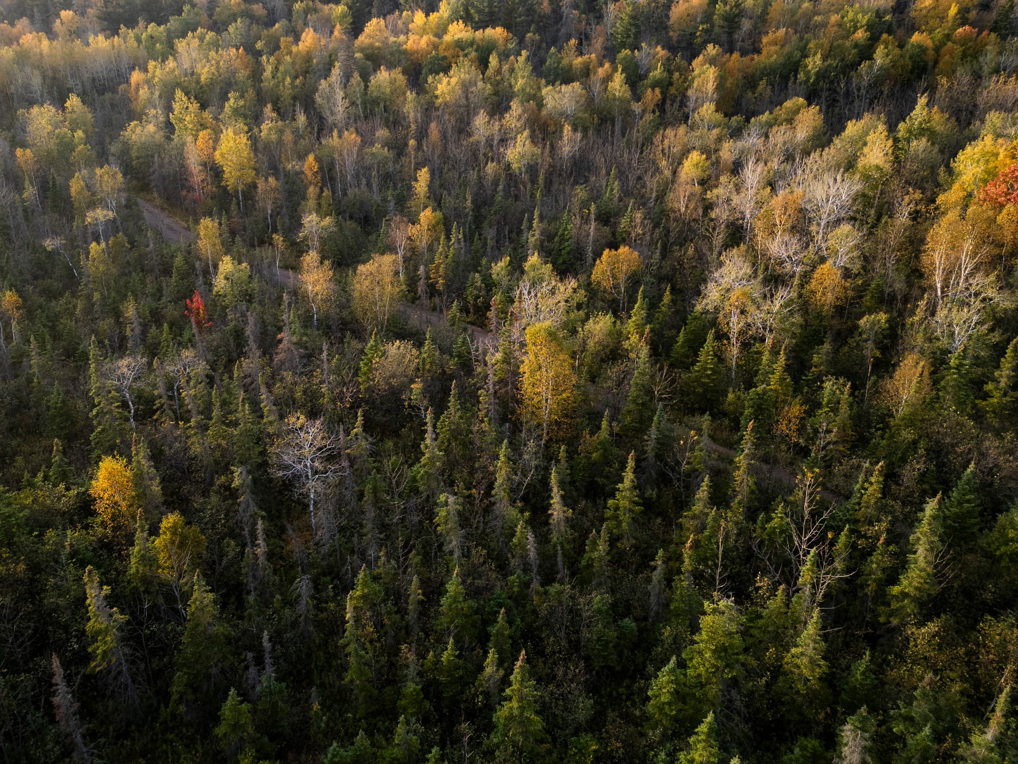 Leaves change to yellow and gold along Hawkhill Road off Minnesota 61.