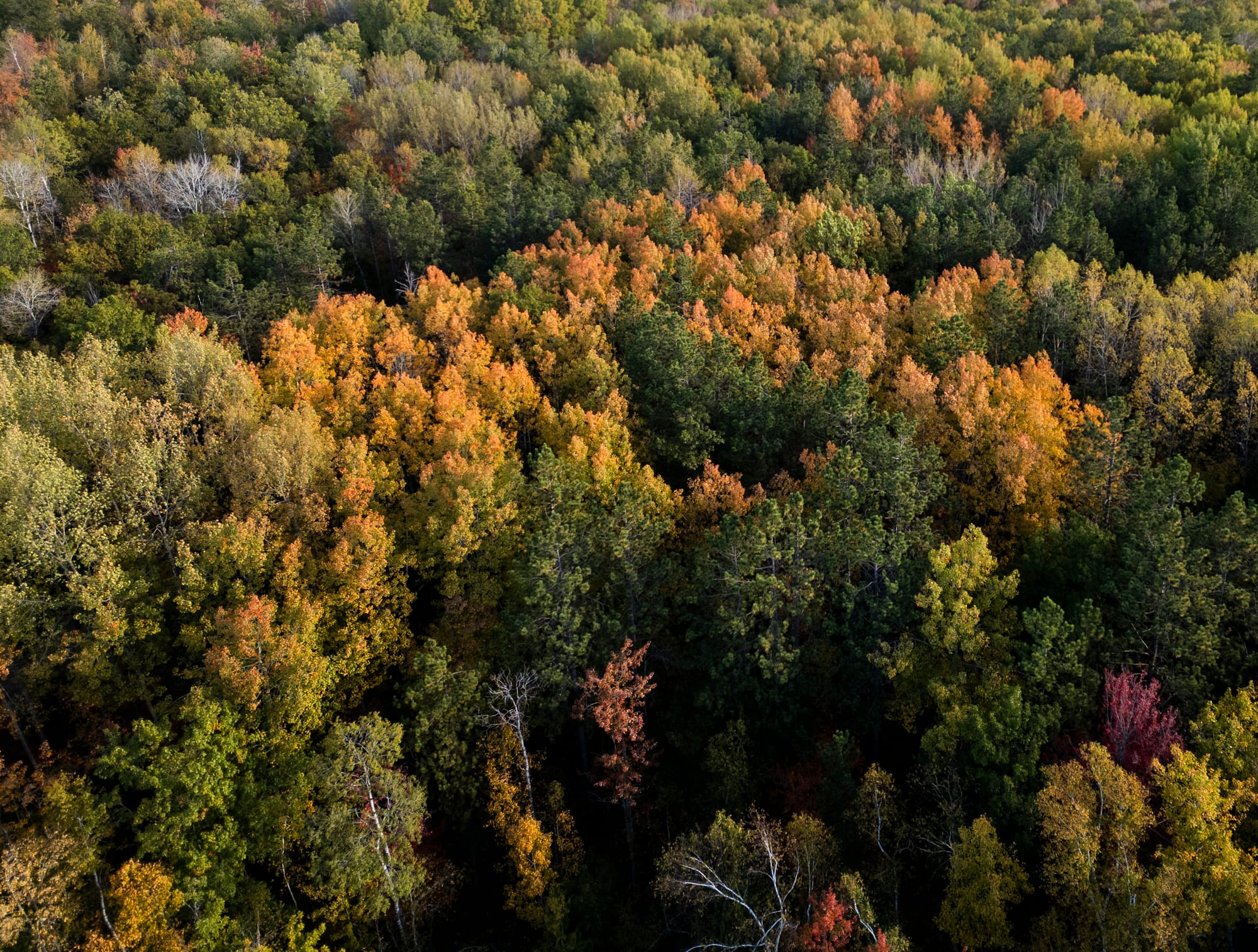 Changing leaves are seen above Banning State Park in golds, yellows, and even purples.