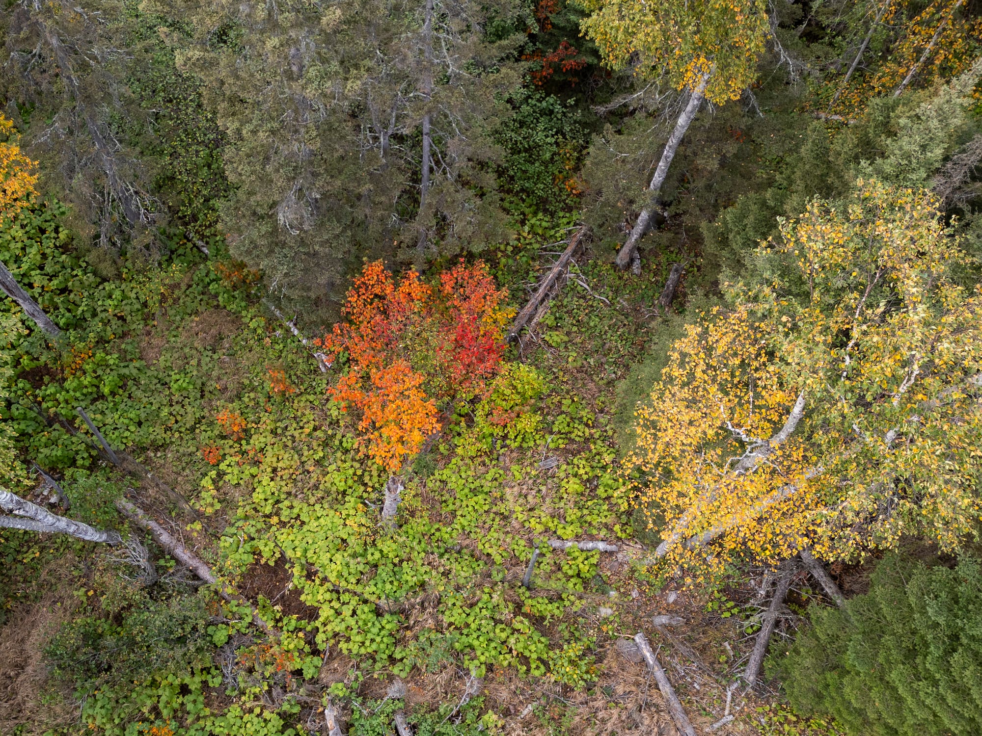 Changing leaves are seen on Oct. 2, 2024 near Silver Bay.