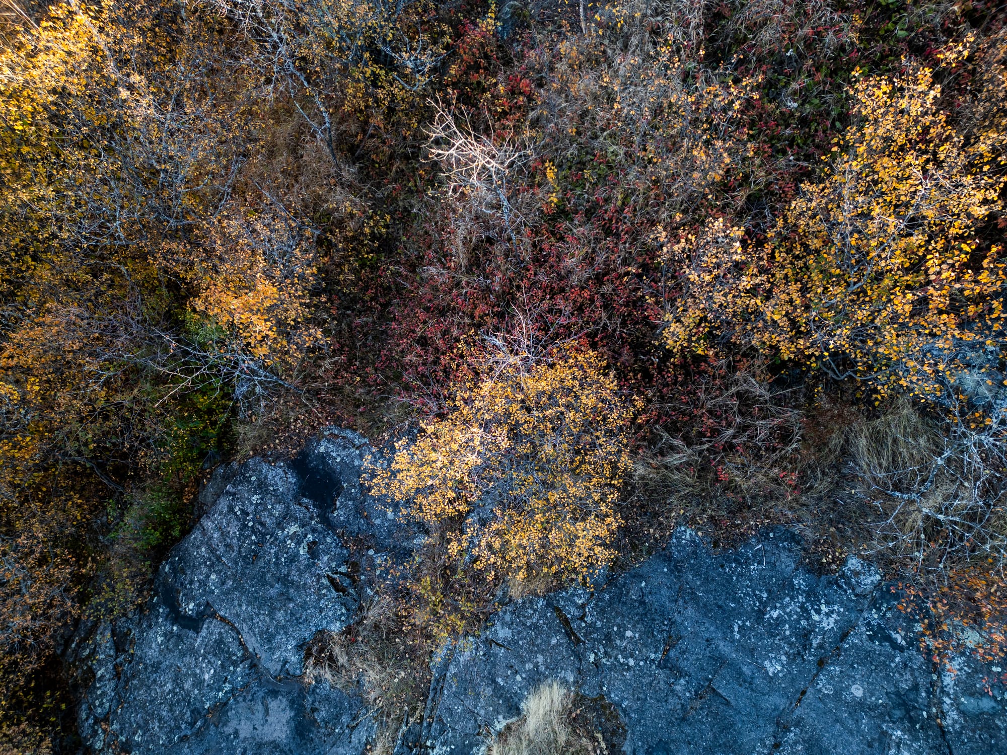 Fall colors pop in gold and yellow from Rock Knob viewpoint.