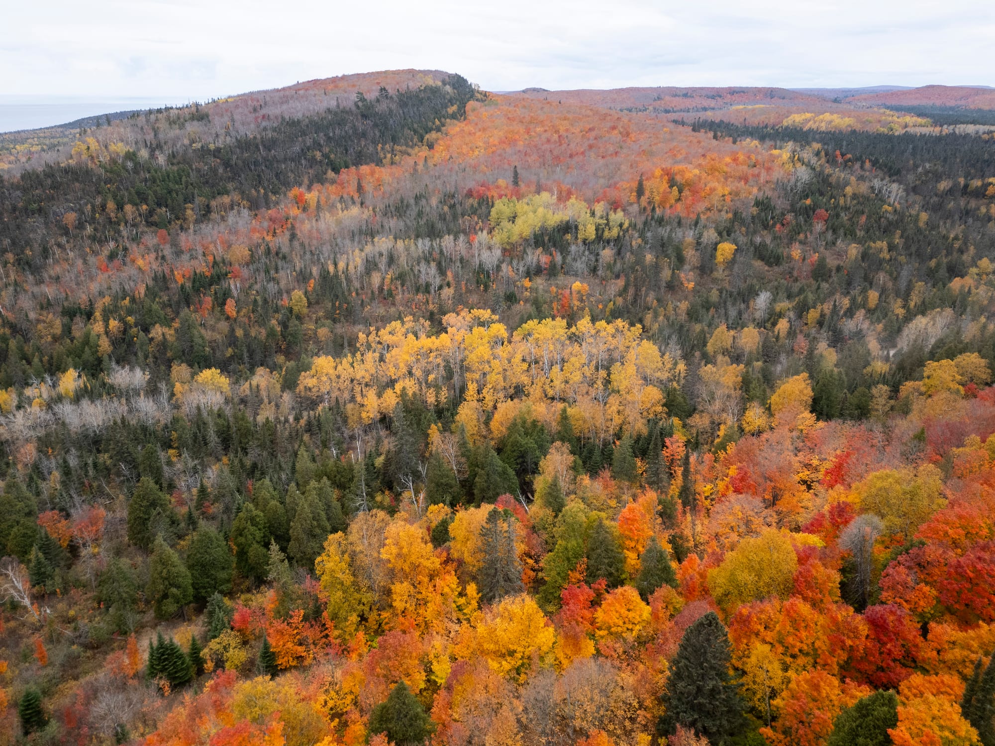 Trees reach peak colors along Oberg Mountain Loop. They're shown in reds, oranges, golds, and yellows.