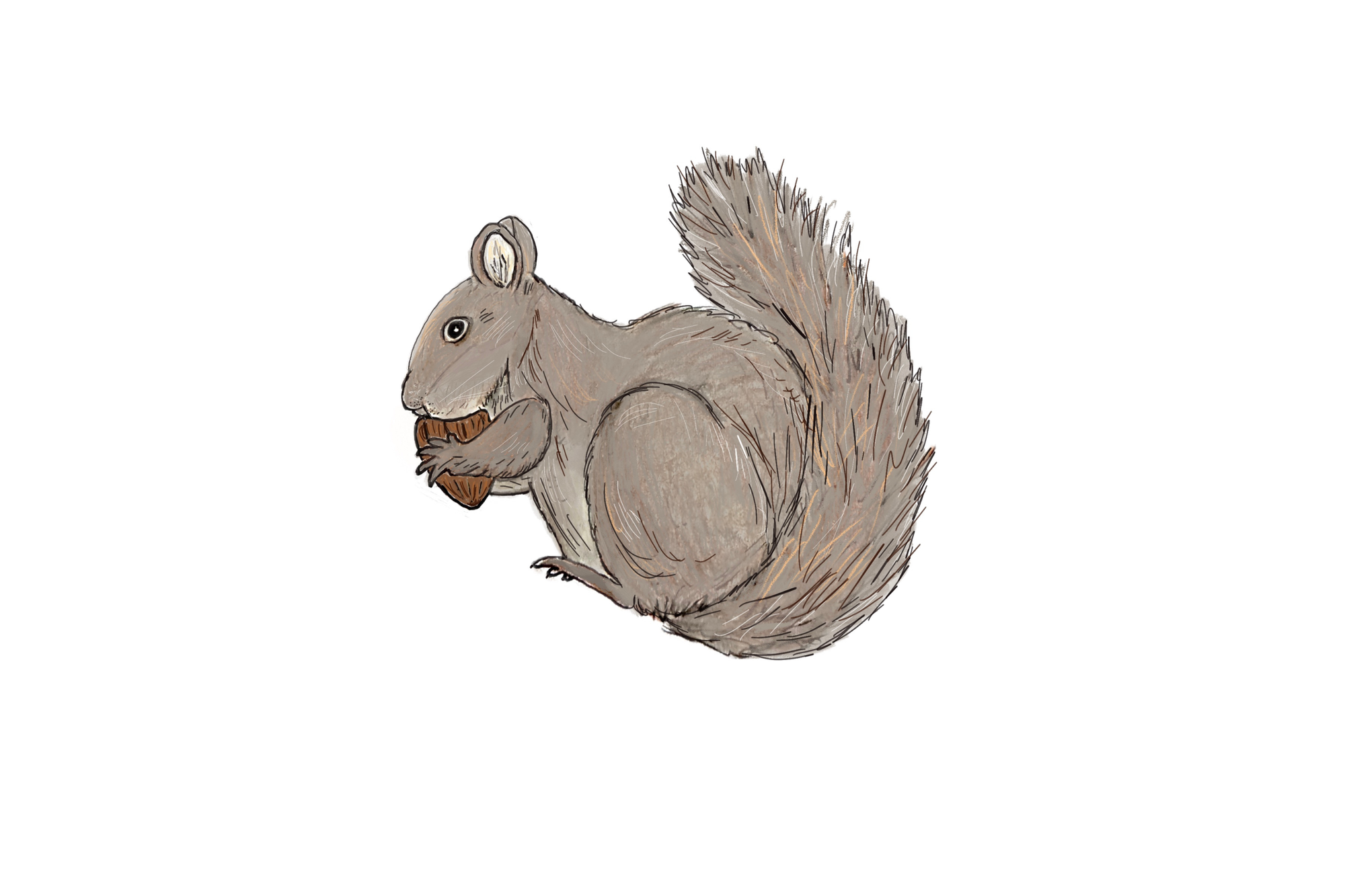 An illustration of a gray squirrel checking out an acorn.