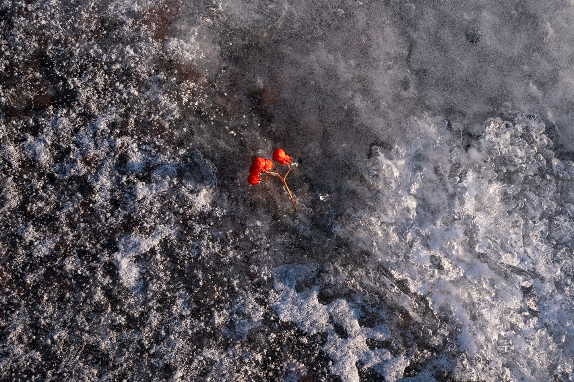 Berries are frozen on top of Lake Superior ice in Duluth, Minn.