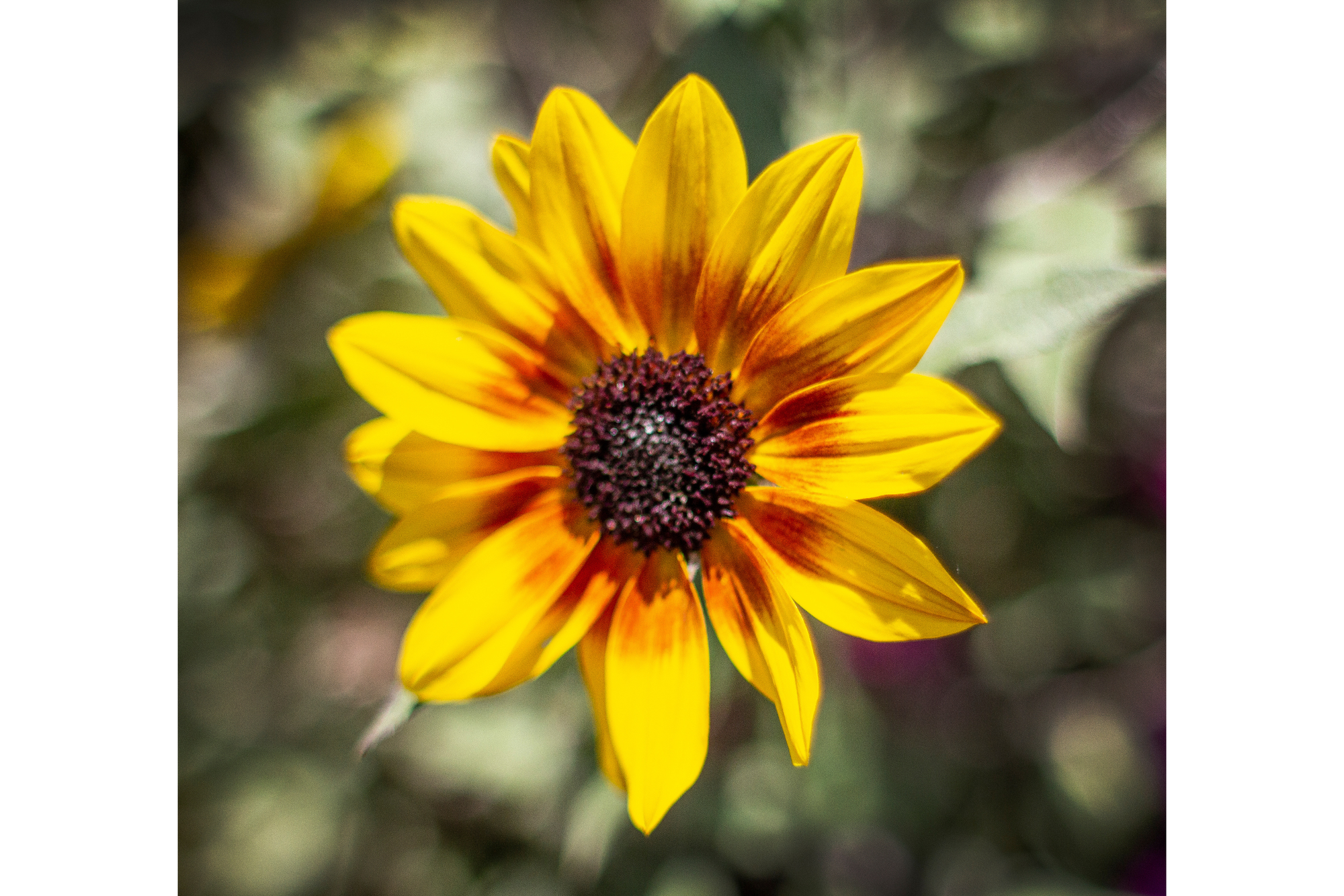 An image of a flower with yellowish orange petals. 