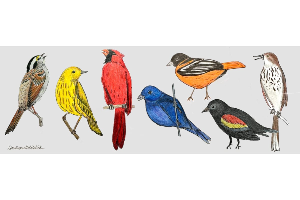 Drawn by Nature: Merlin app identifies unseen birds