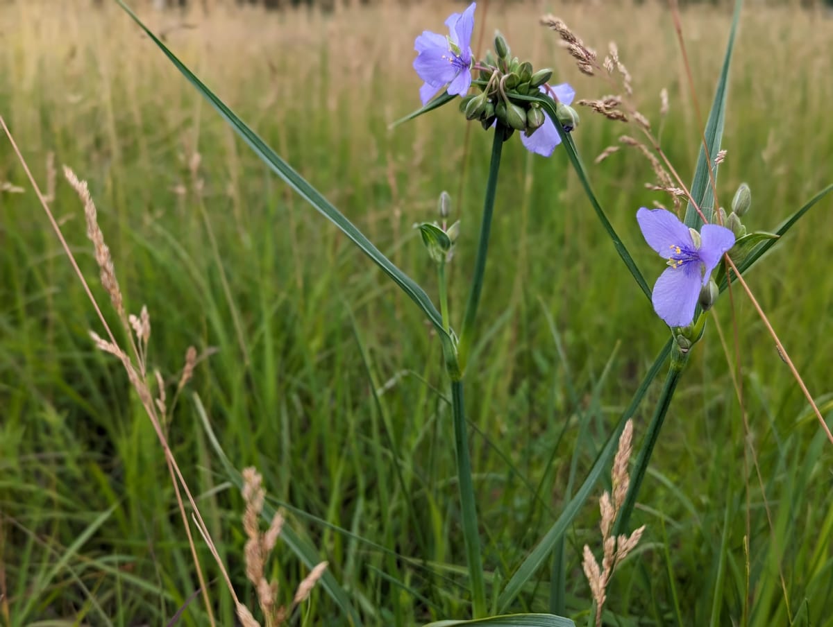 Bonus issue: Welcome new friends! Help us celebrate! And lessons from St. Cloud prairie restoration.