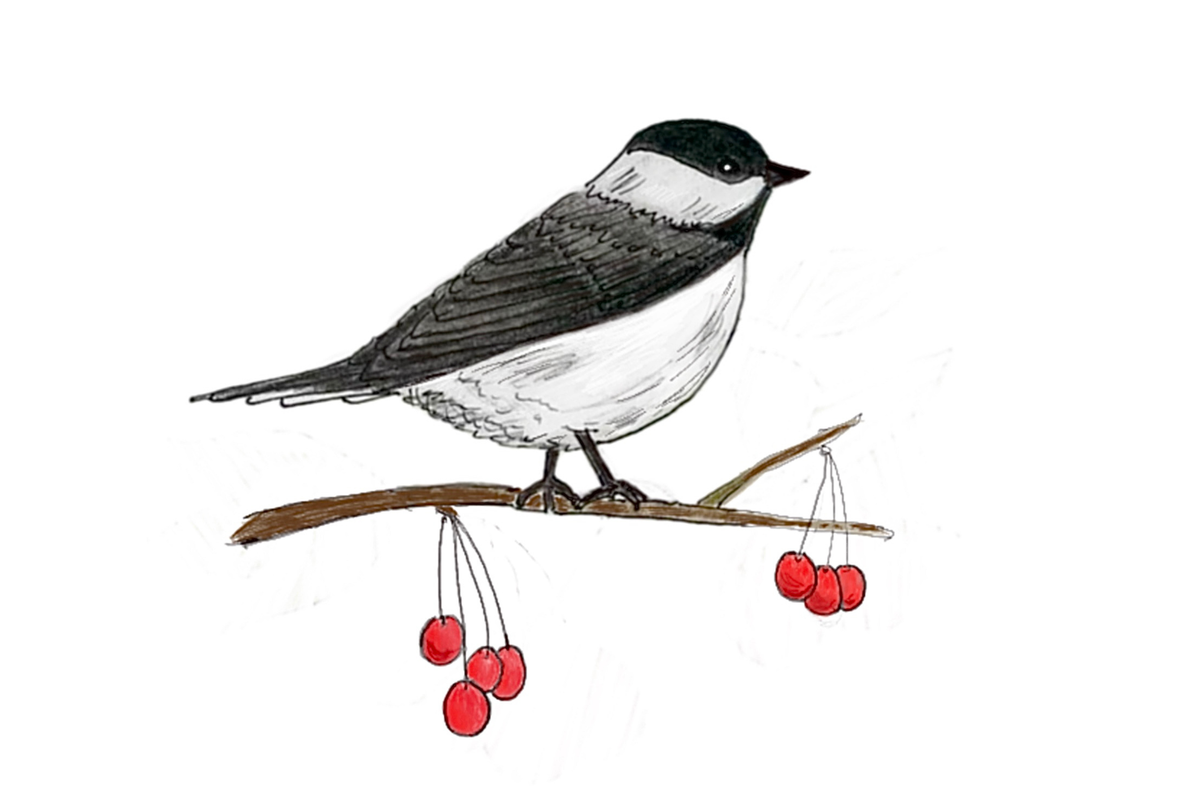 Drawn by Nature: Chickadee, squirrel brains expand for food caches