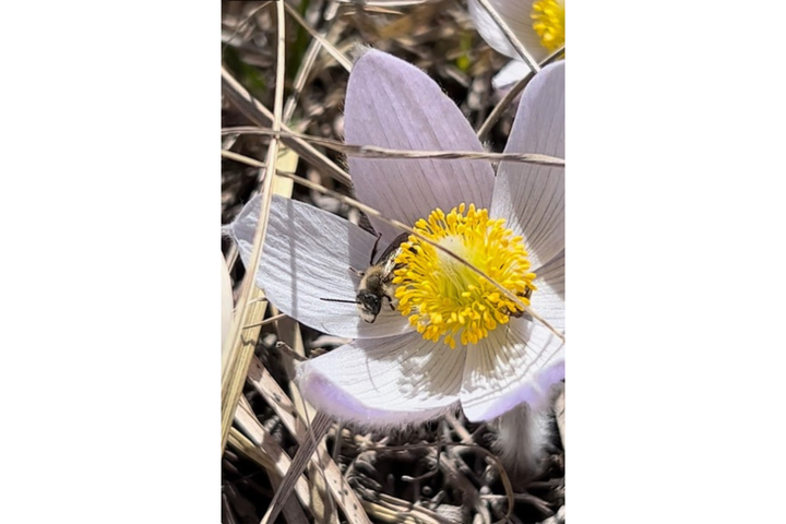 A bee inside a white and yellow pasque flower.