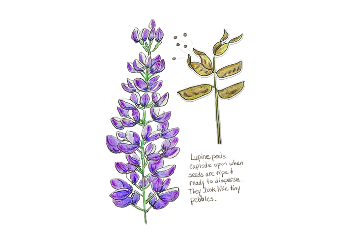 Illustration of lupine with seed pods and seeds. 