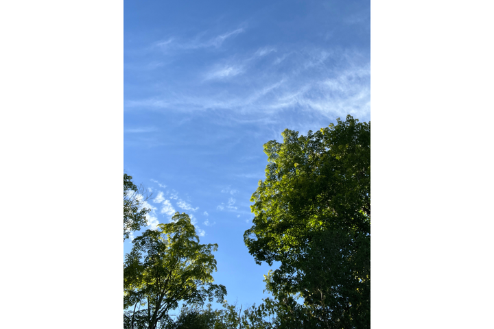 A clear blue sky with a few white wispy clouds is seen with some trees. 