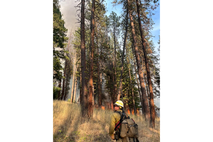 Wildland firefighter stand in front of trees with fire seen near their trunks. 