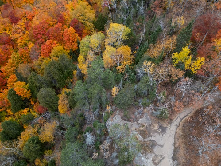 An aerial view of trees with colors changing to red, gold, and yellow in the fall. 