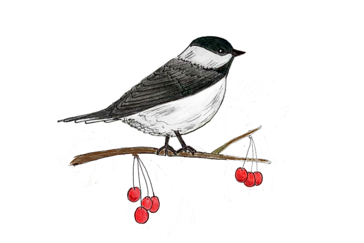 An illustration of a black-capped chickadee sitting on a branch.